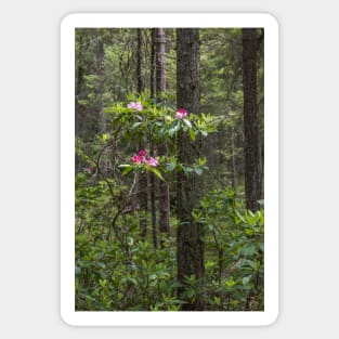 Rhododendron Blooming in Forest - Manning Park Sticker